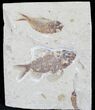 Ctenotherissa & Armigatus Fossil Fish Plate - Lebanon #24056-1